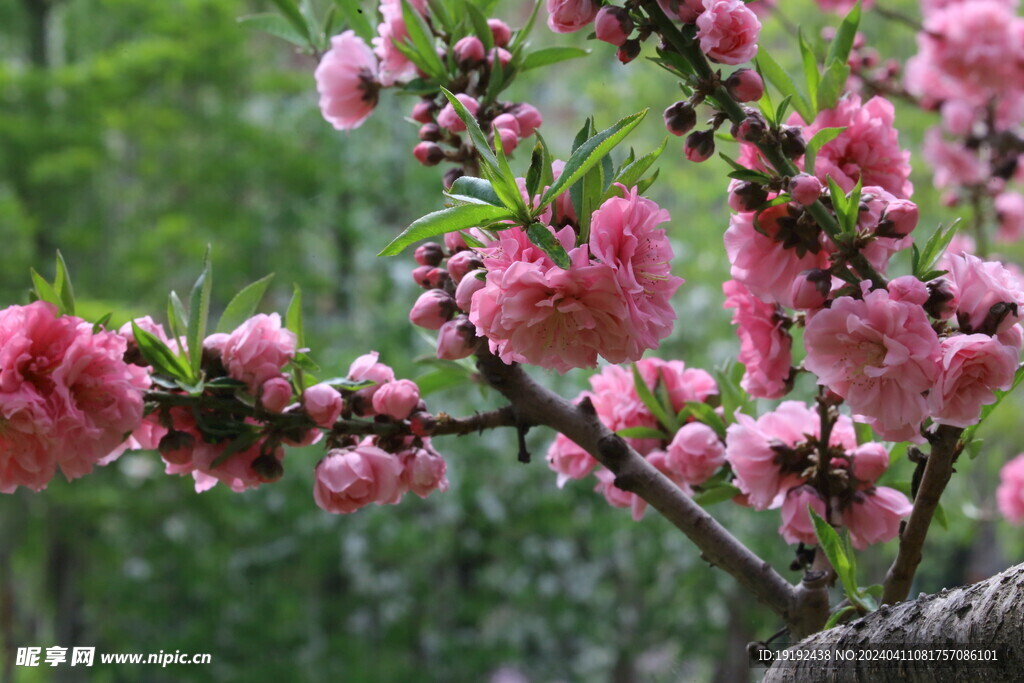 碧桃花  