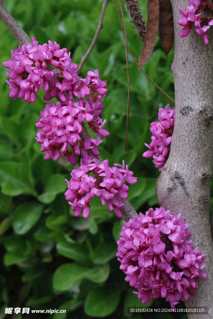 紫荆花  