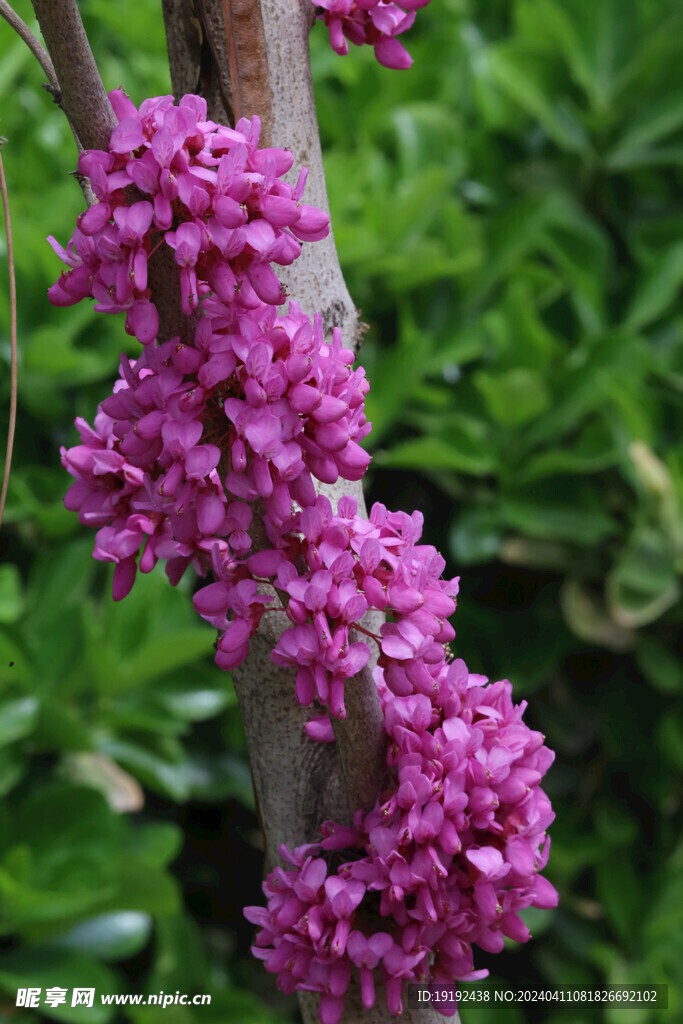 紫荆花  