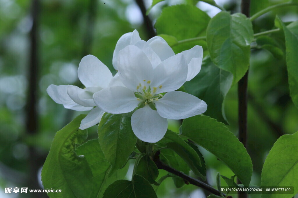 苹果花  