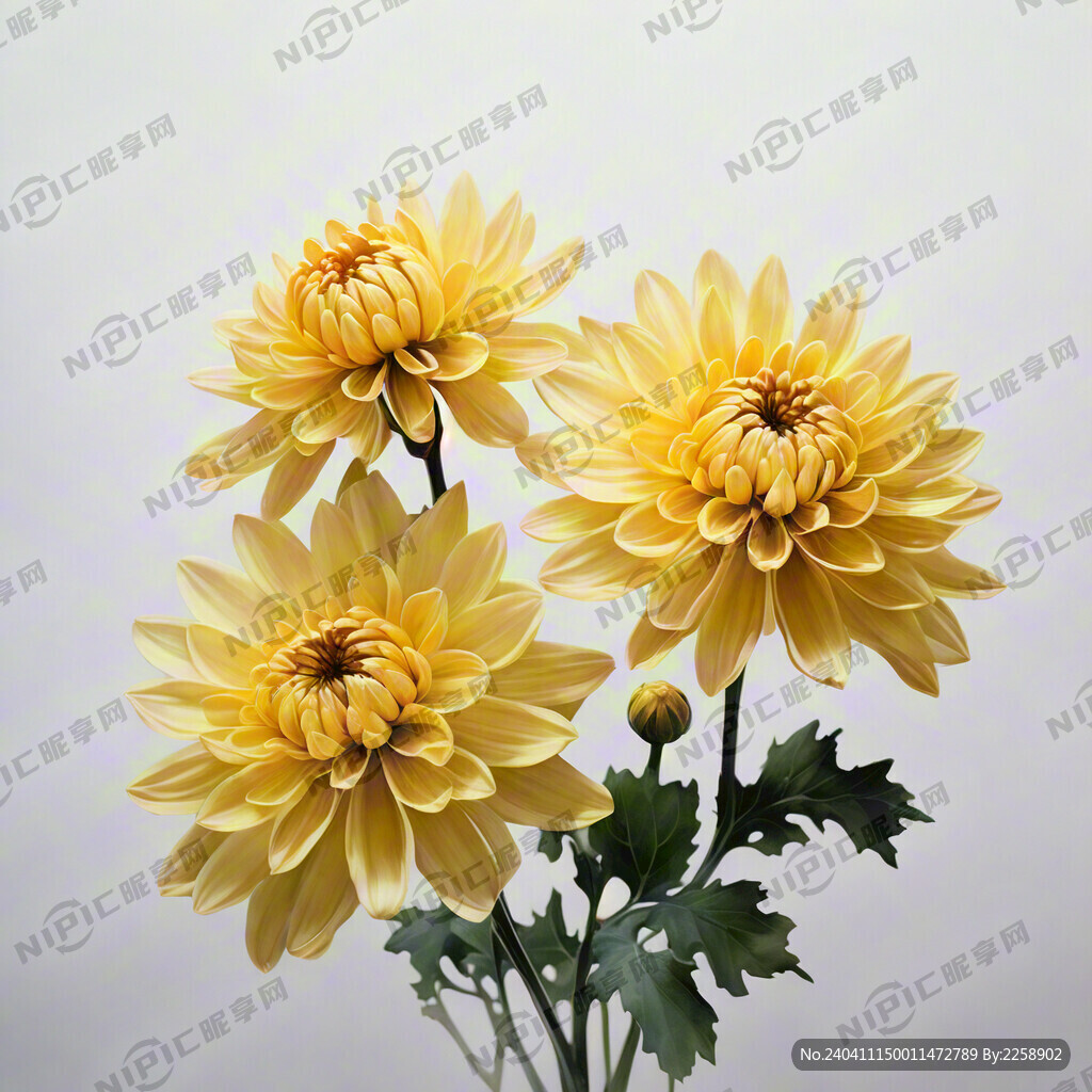 大朵黄色菊花 绿叶衬托 梦幻