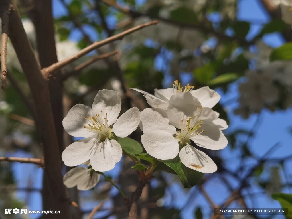 春天浪漫樱花