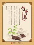 何首乌