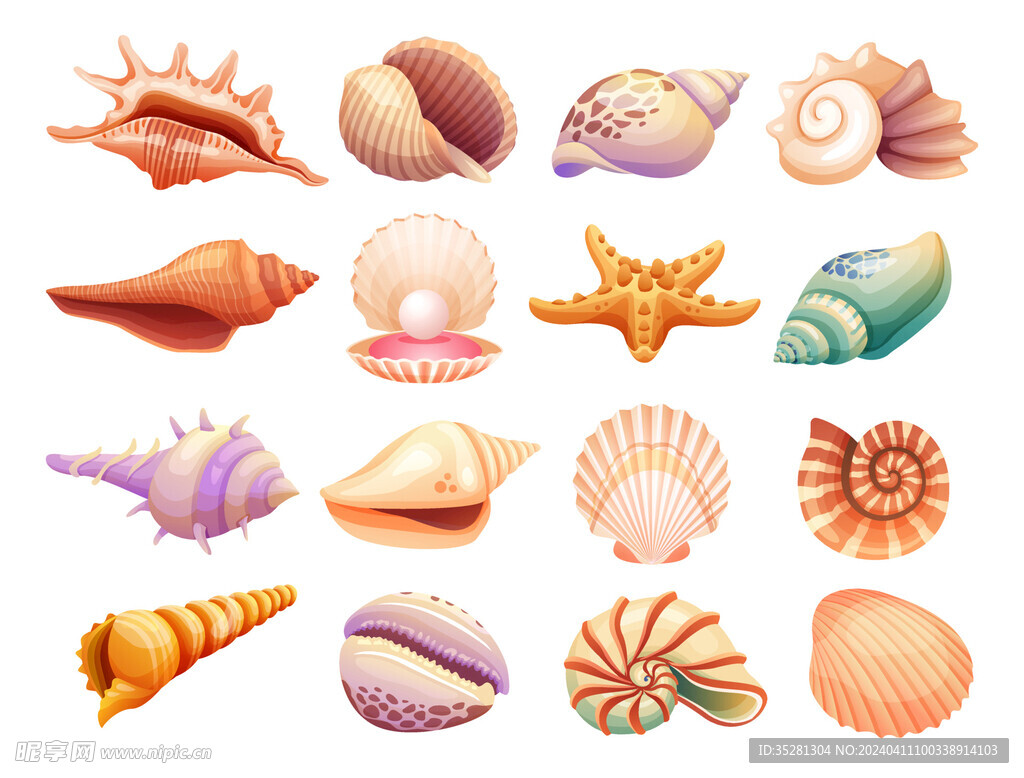 海星海螺贝壳插画
