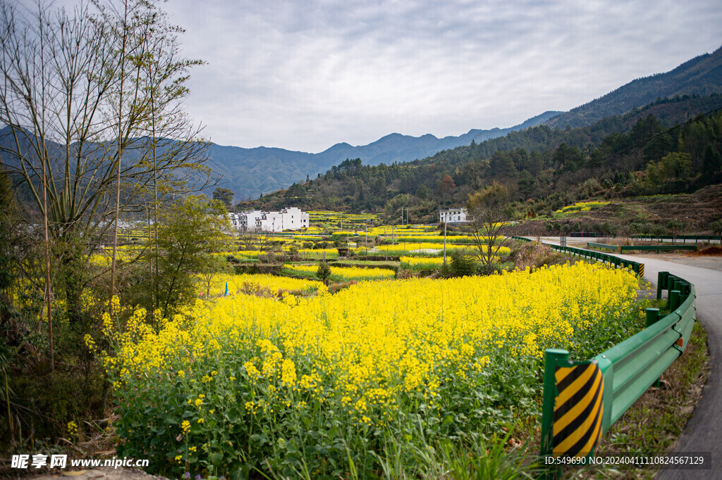 菜花田园风光图片