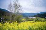 菜花田园风光图片