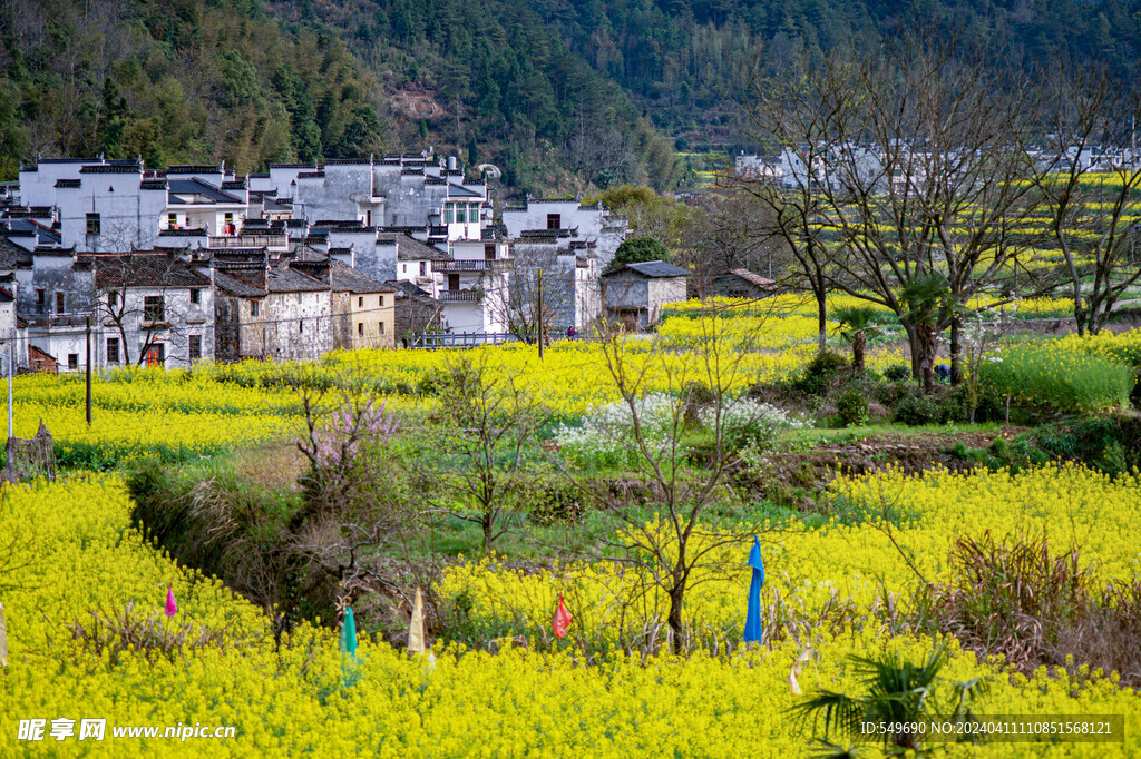 菜花田园风光图片