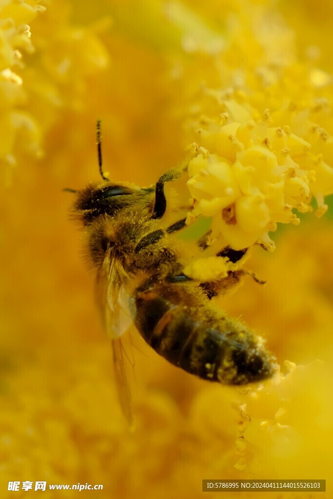 蜜蜂采蜜