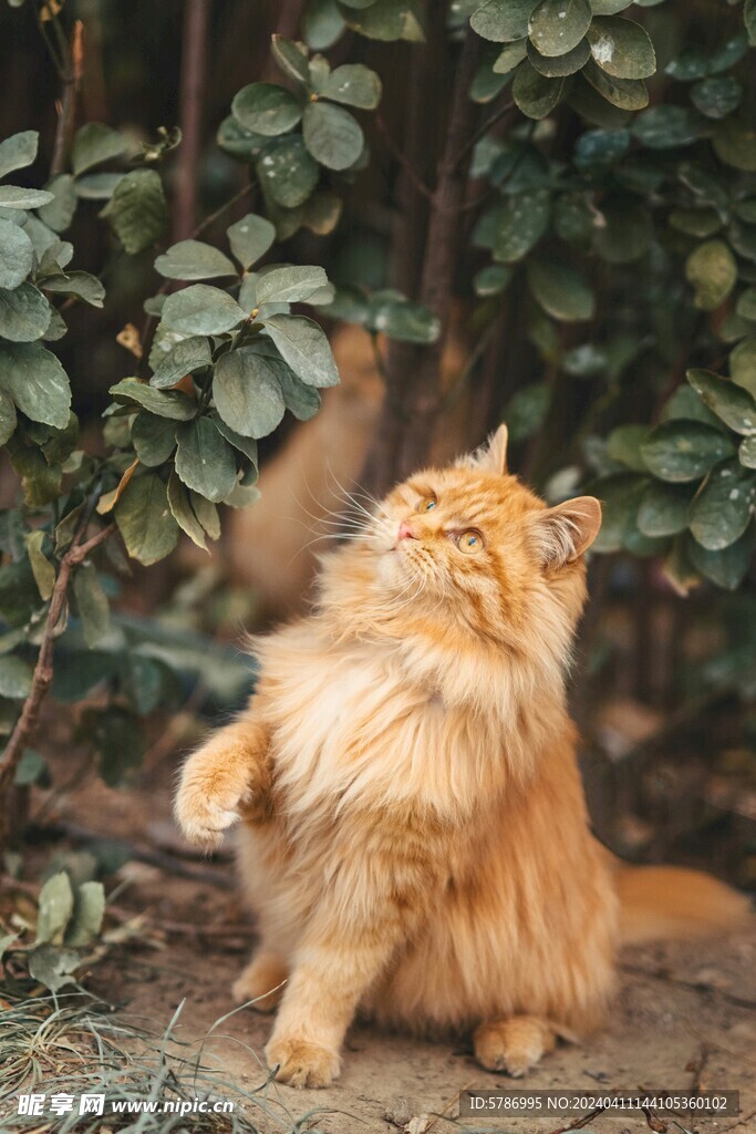 猫咪