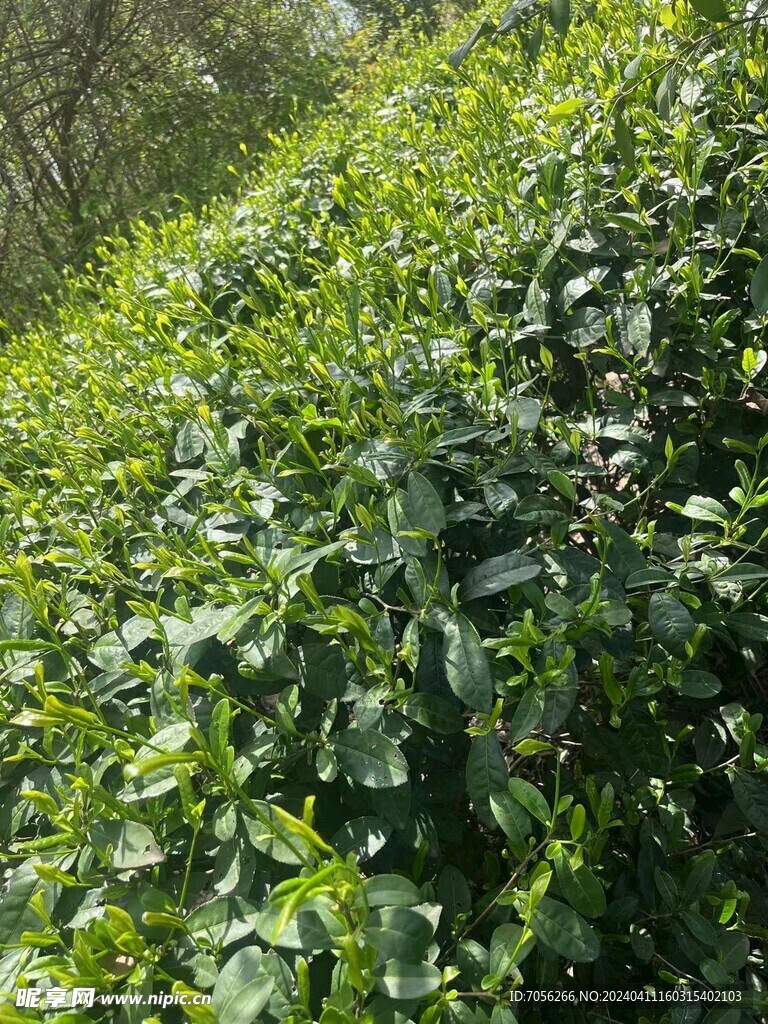 茶山  采摘地