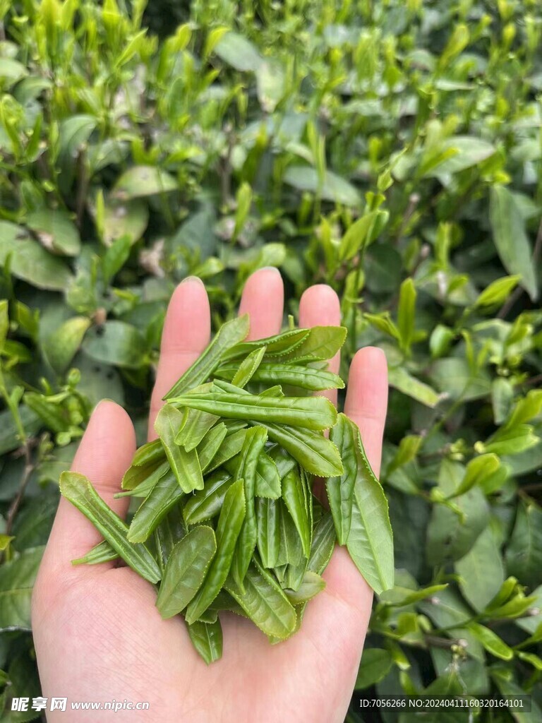 鲜茶   六安瓜片基地