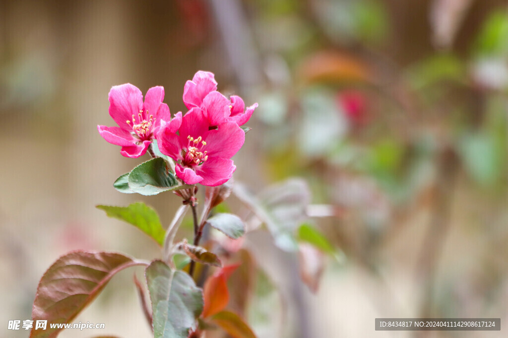 春花绽放