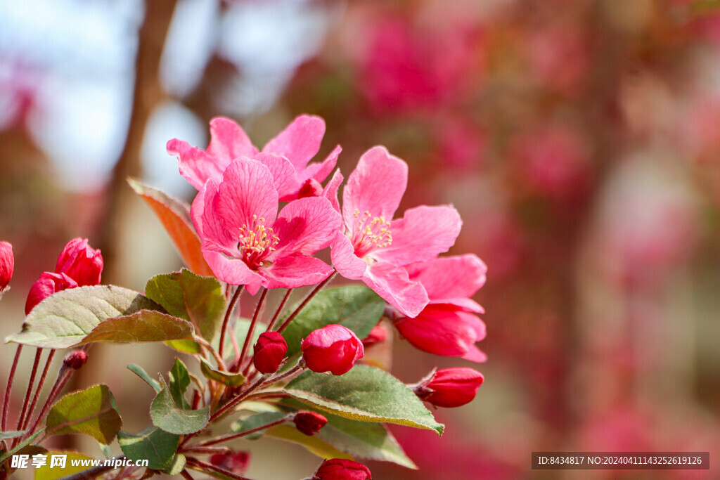 春花绽放