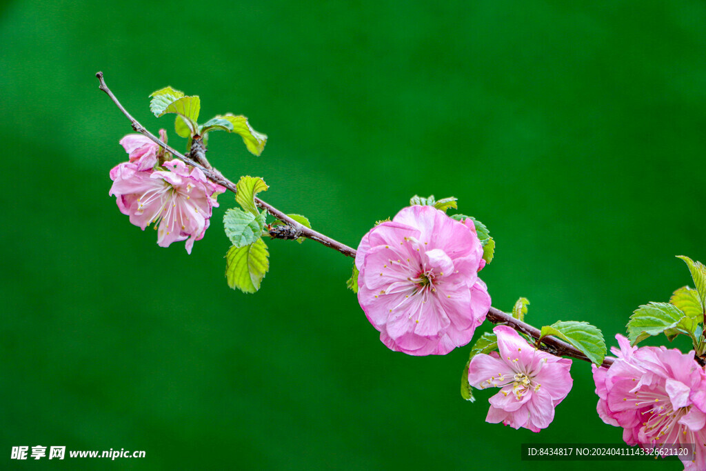 花团锦簇 春