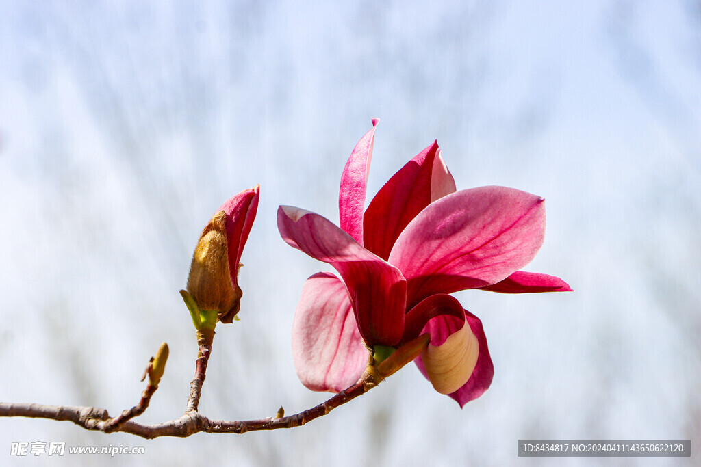 玉兰花