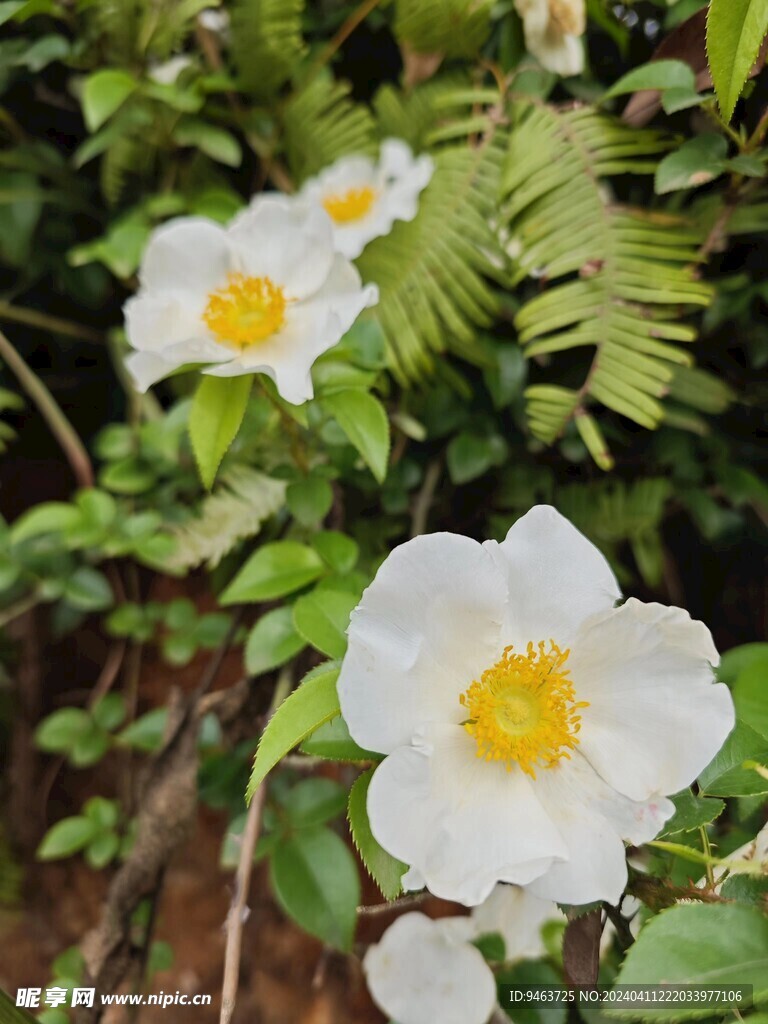 花  金樱子