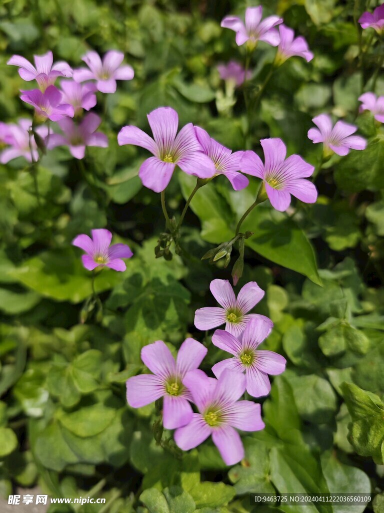 花 酢浆草
