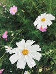 格桑花 