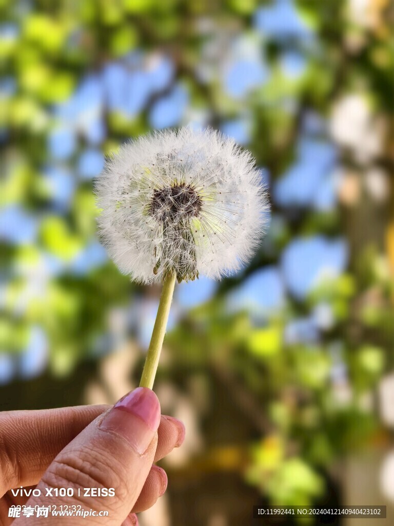 蒲公英高清特写唯美背景