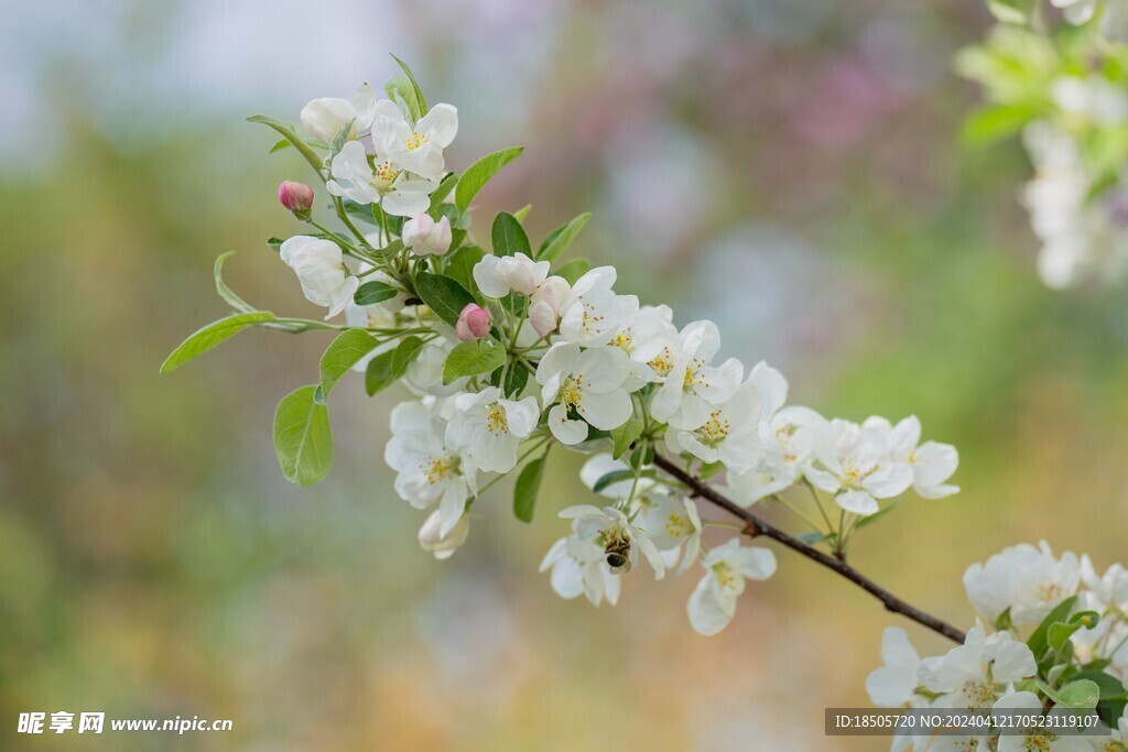 苹果花