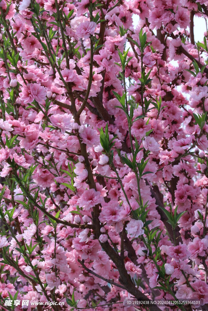 桃花 