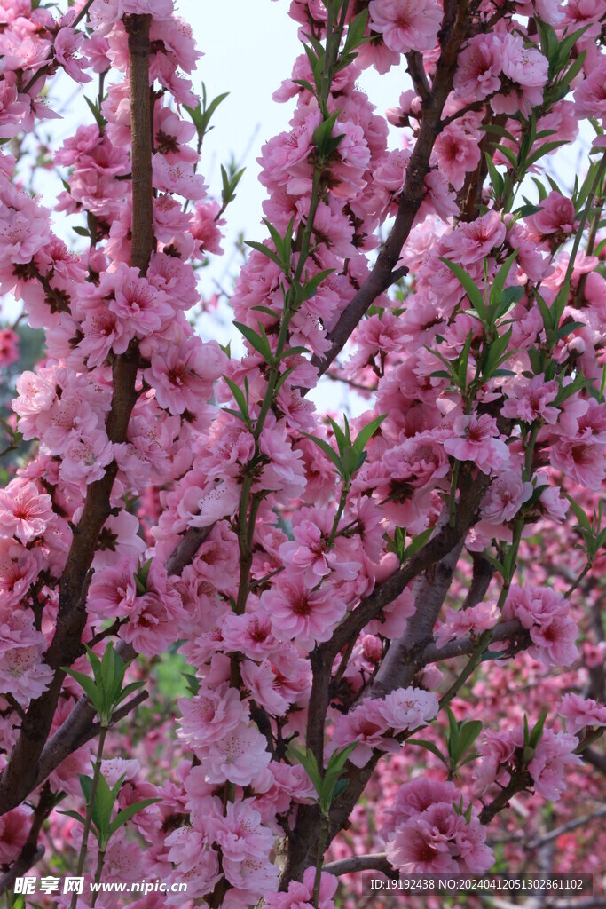桃花  
