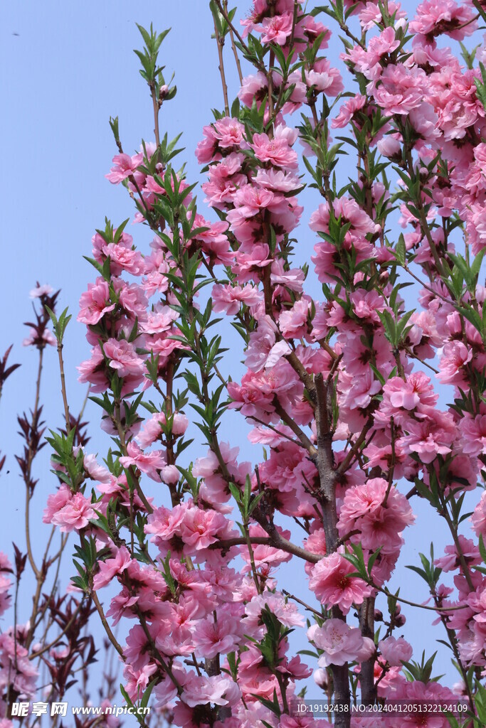 桃花