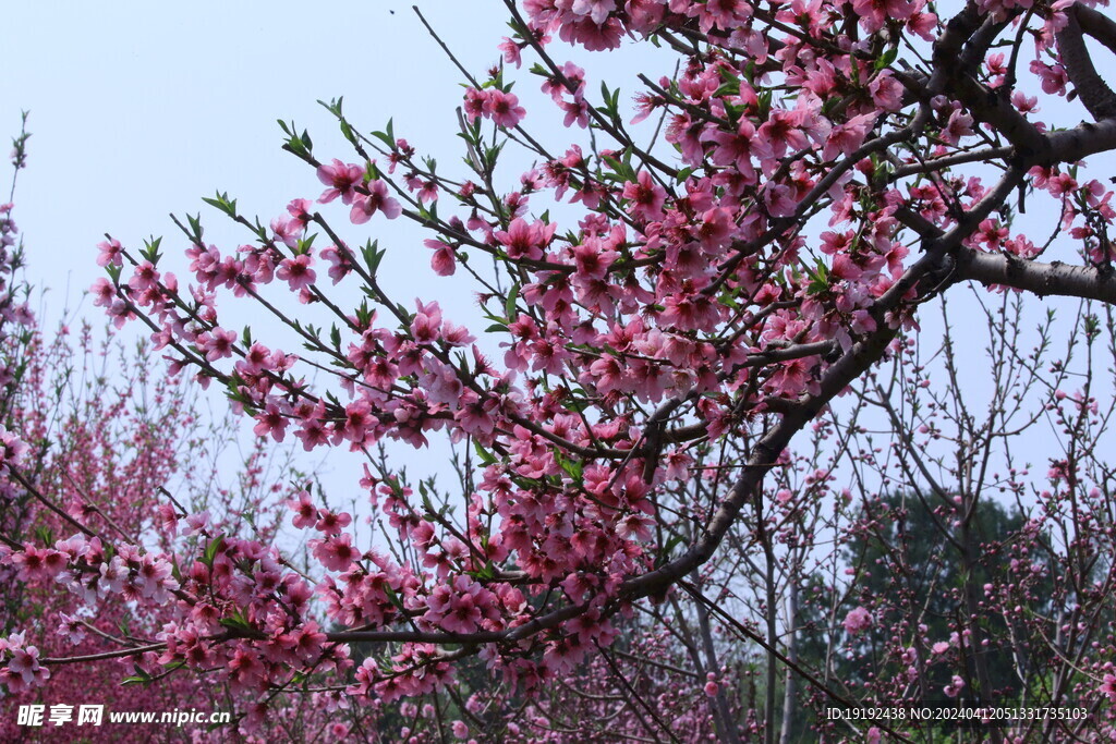 桃花