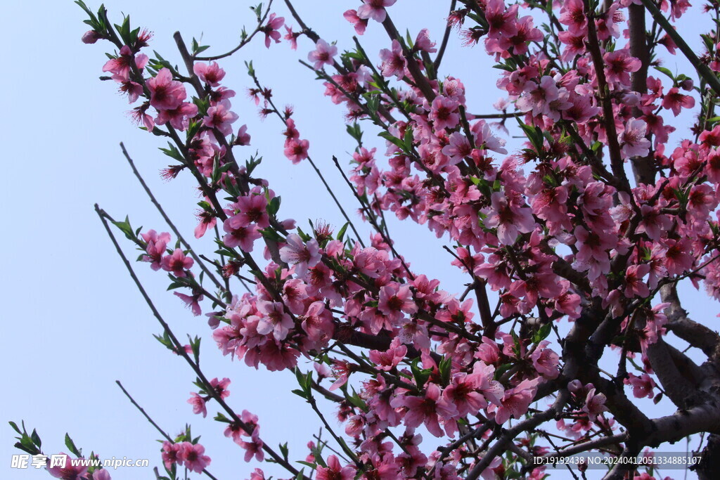 桃花   