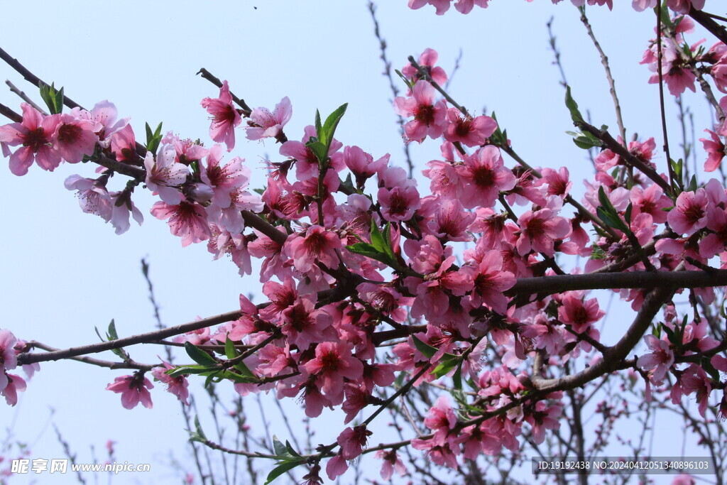 桃花 