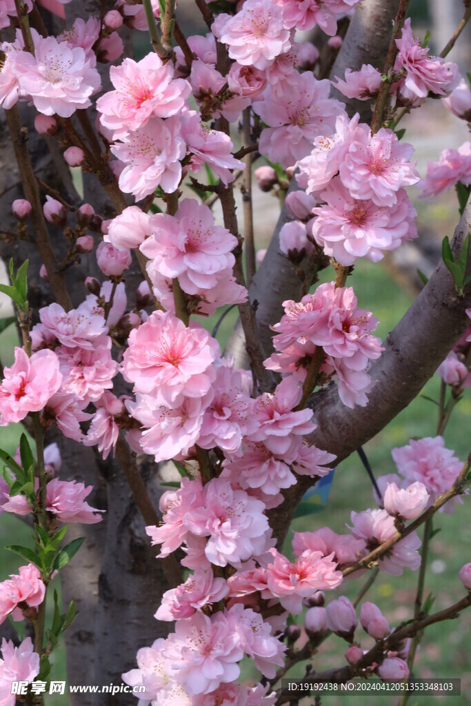 桃花 
