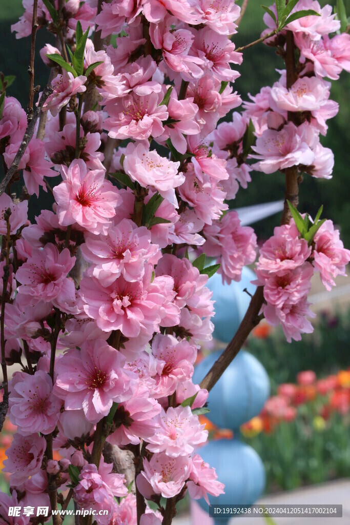 桃花  