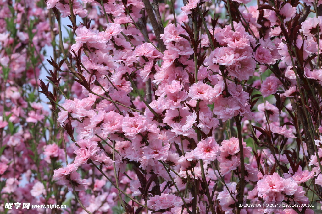 桃花
