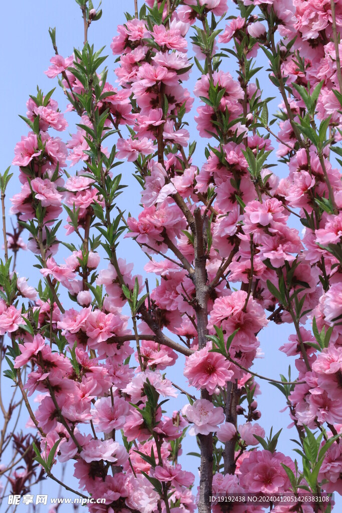 桃花 