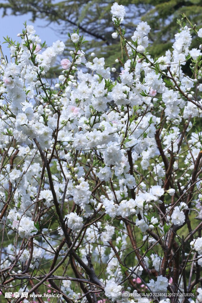 碧桃花  