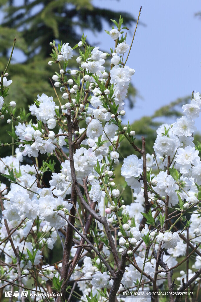 碧桃花  