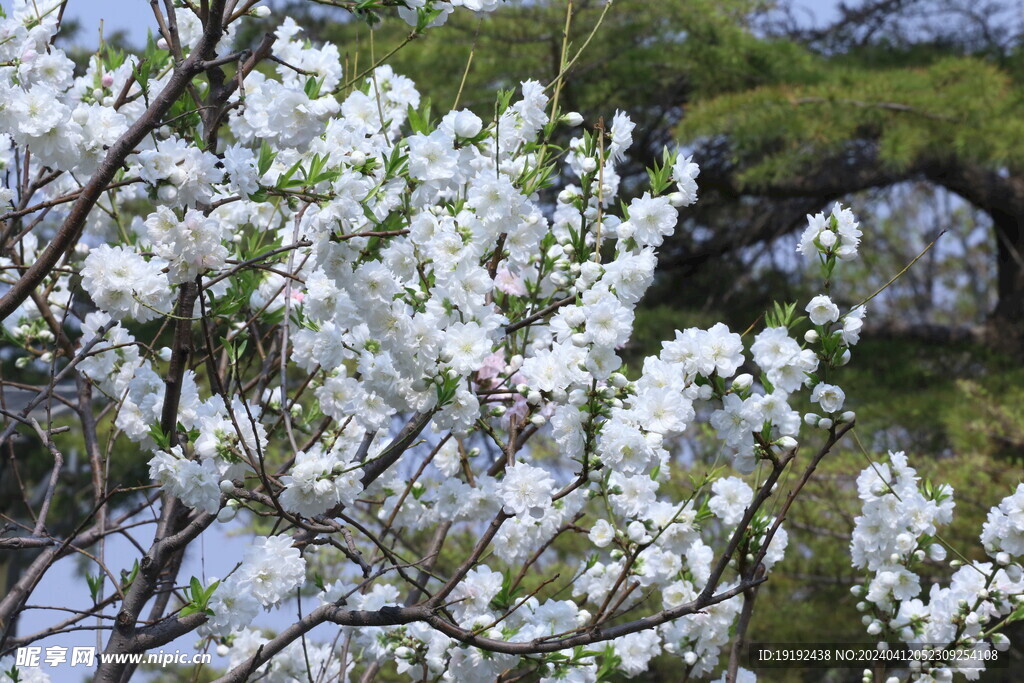 碧桃花  