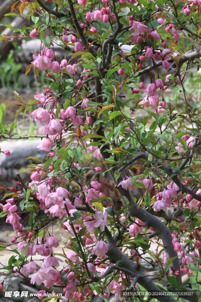 垂丝海棠花 