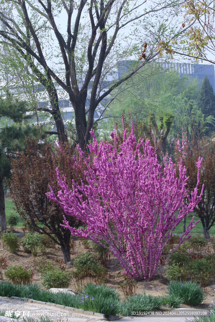 紫荆花  