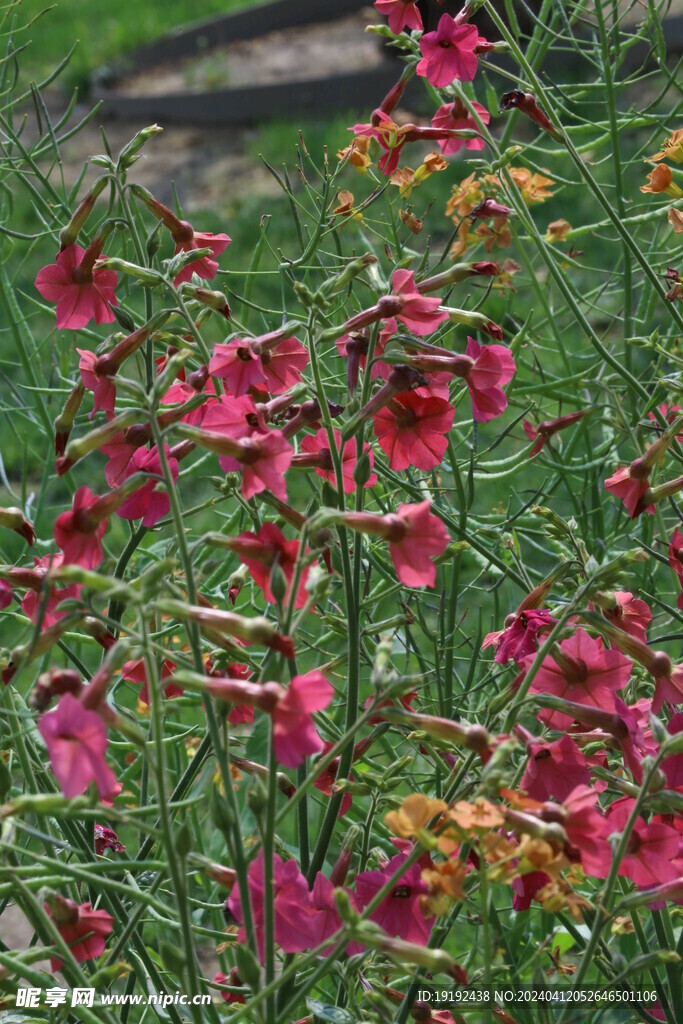 花烟草 