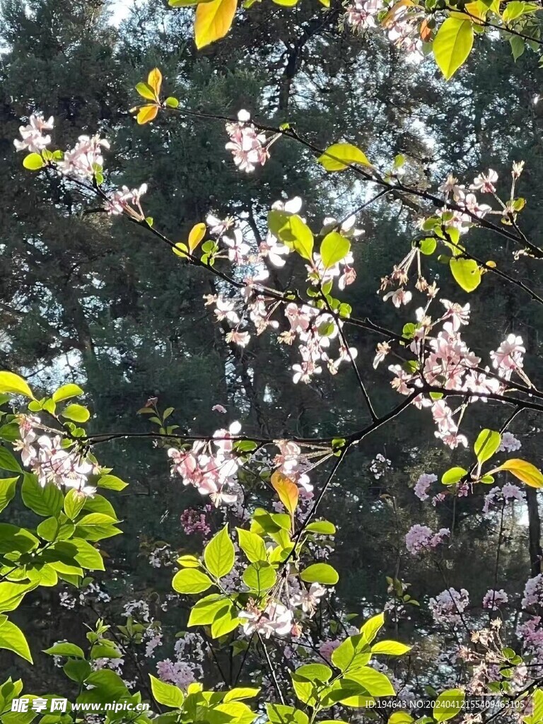 樱花开