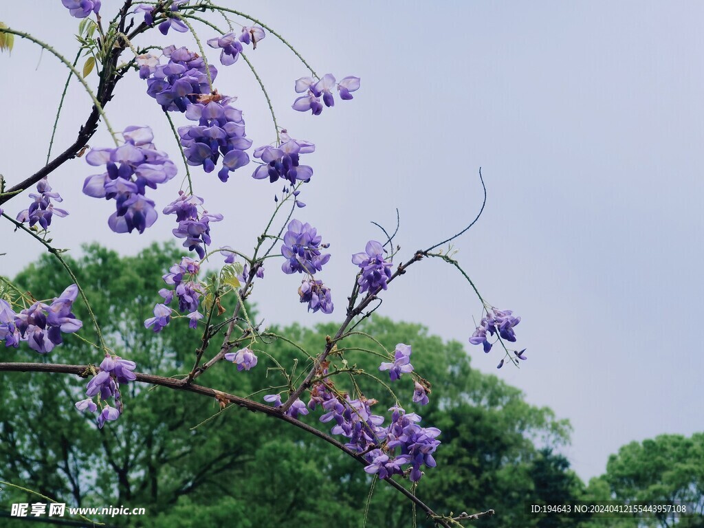 牵牛花