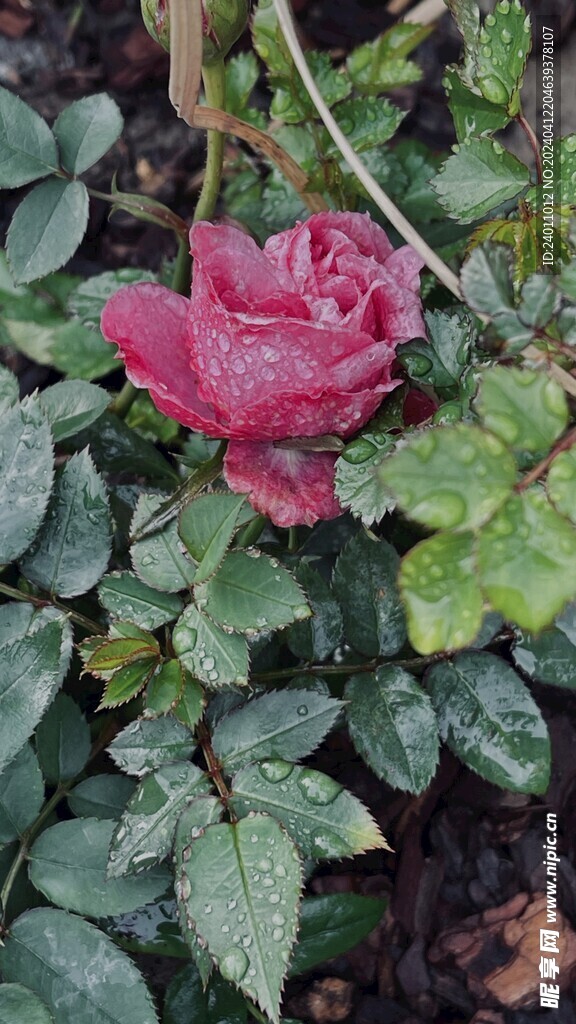 雨后的花朵