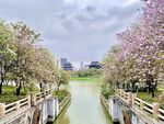 广州海珠湖风景 春天的花景 