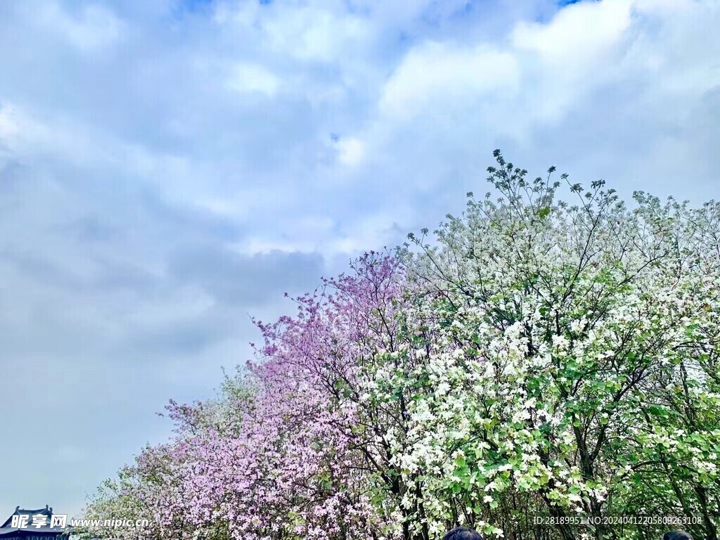 春天的蓝天和花
