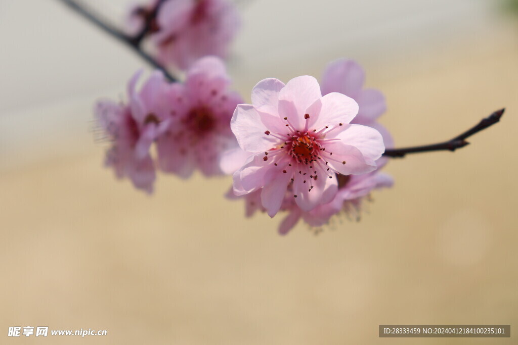 山桃花