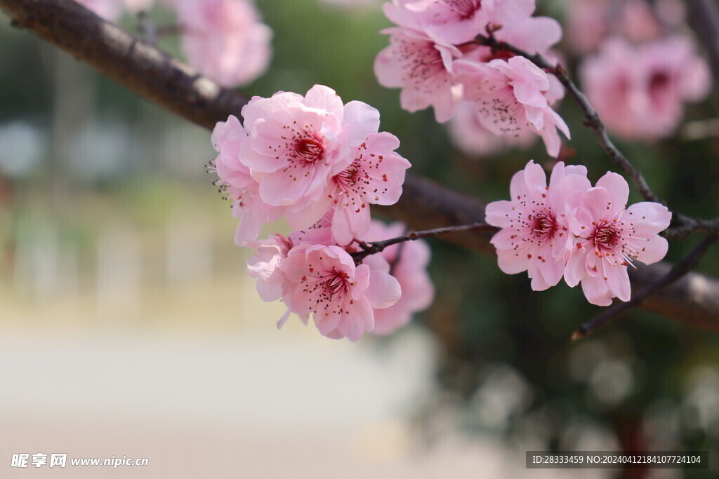 山桃花