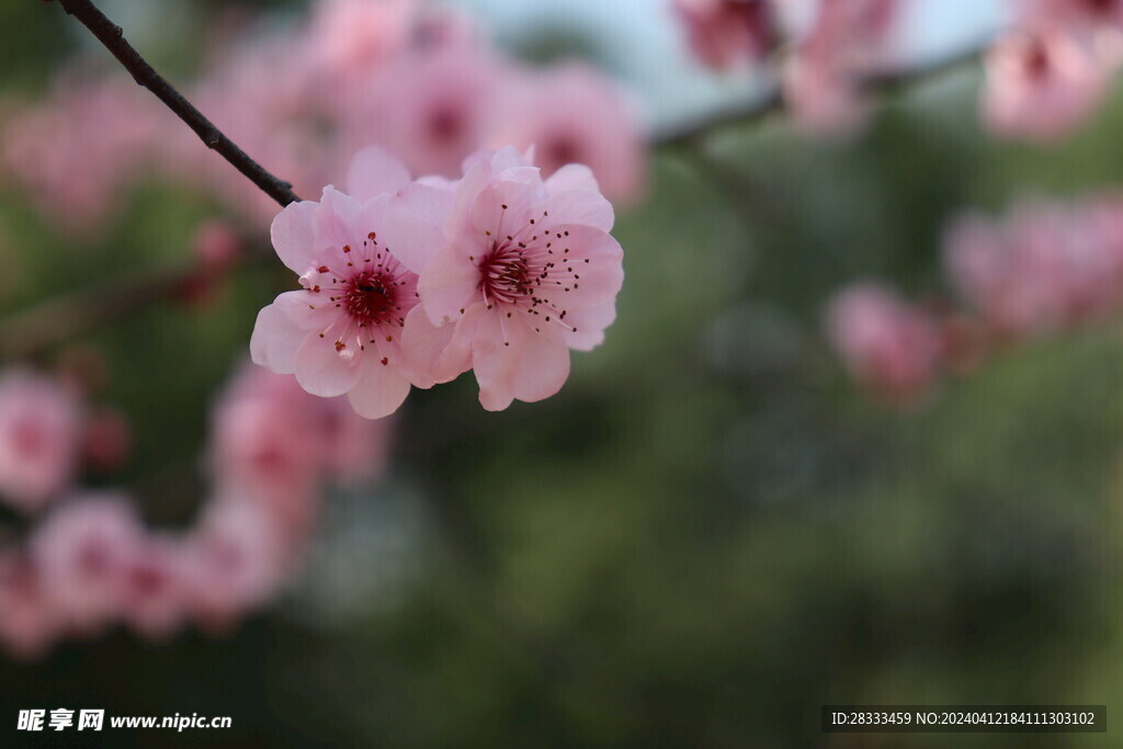 山桃花