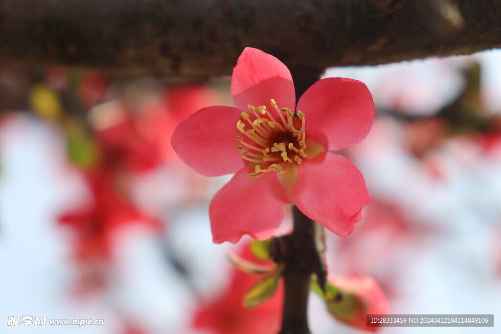 贴梗海棠花