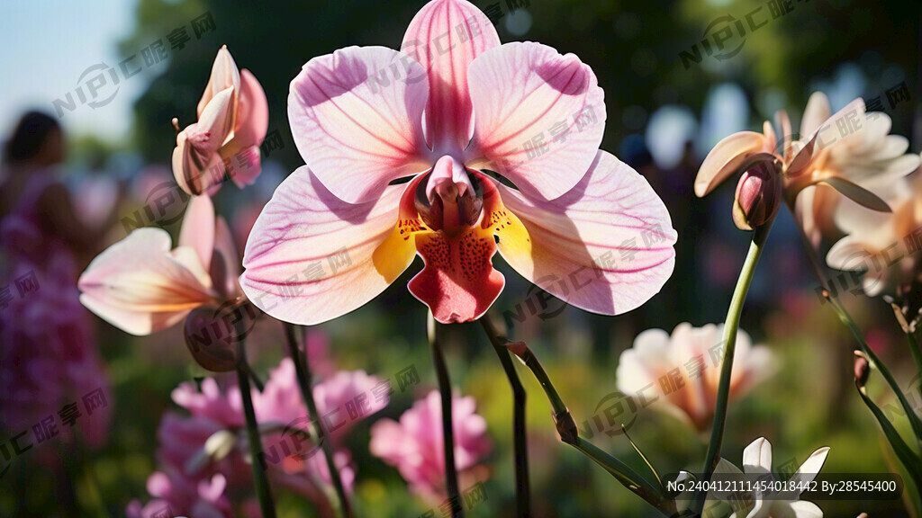 马兰花 花海 阳光明媚